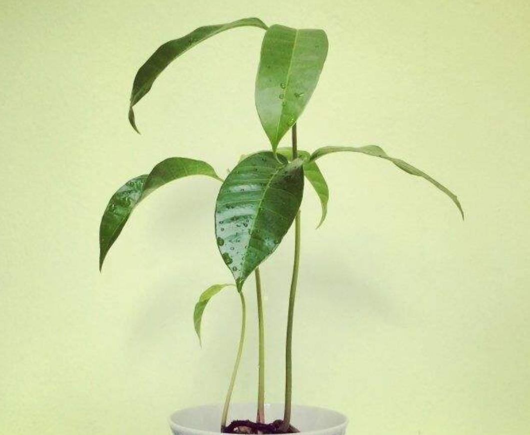 吃完2种水果,种子别扔,种到花盆里,长出美丽小盆栽