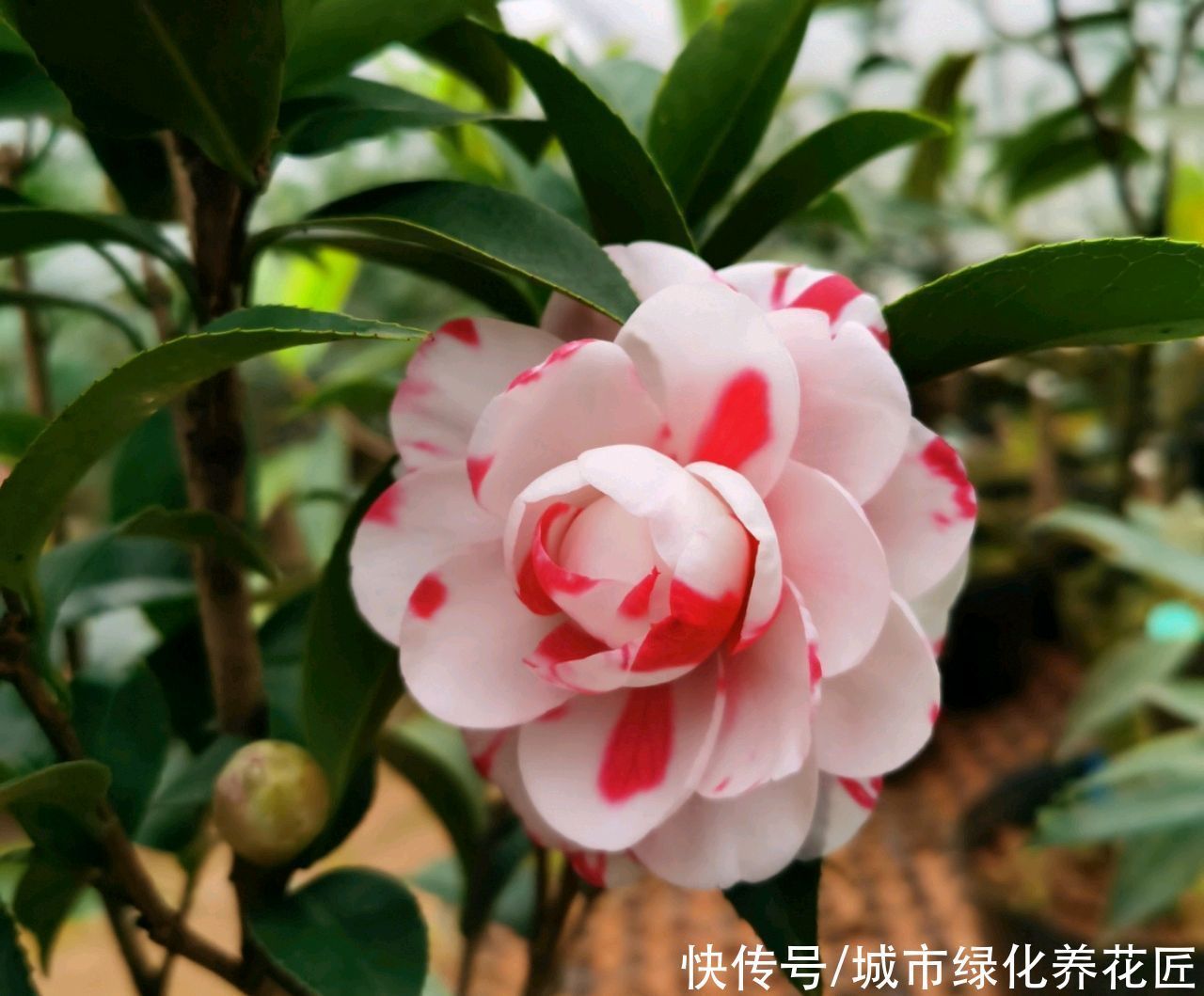 盆栽|茶花盆栽入手才三天就直接卷叶掉花苞,湿度不够?营养不足?