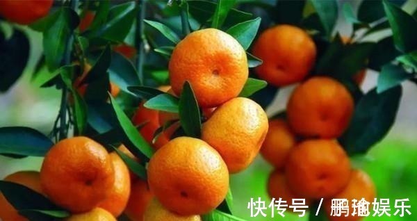 宰相!唐朝宰相被贬,愤然自比橘子,留下了惊艳世界的千古名作