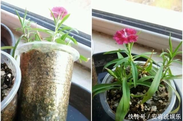 枝条|夏天“最适合”扦插3种花,10天生根,养2个月就能变“花海”