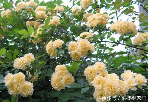 新手|小院养花只会种月季?种一棵它,皮实好养,比桂花还香,适合新手