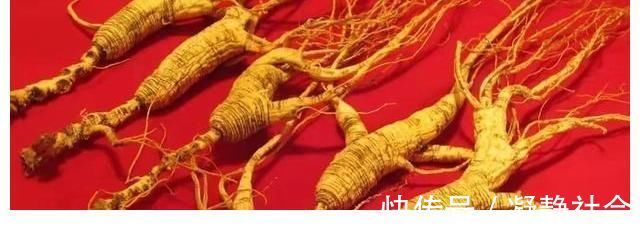是真的吗|传言千年人参会“跑”,这是真的吗?为啥挖人参要绑“红绳子”?