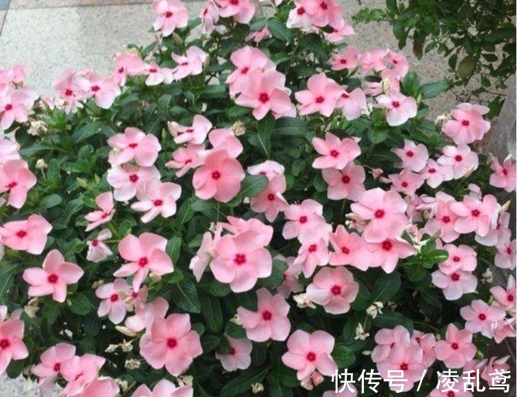 长春花|此款花卉便宜又好养,沾点水就疯长,开花勤还爱爆盆,美