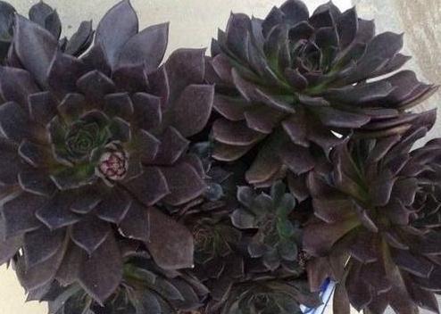 合适多肉新手种植的9种肉肉,新手的福音,最好养的肉肉