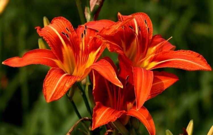 耐看|农历7月16日开始,养花养个耐看的,开花爆满,花型奇特美丽