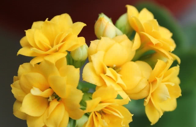 养长寿花有绝招,用好这3个“促花技巧”,很快就开花,轻松爆盆