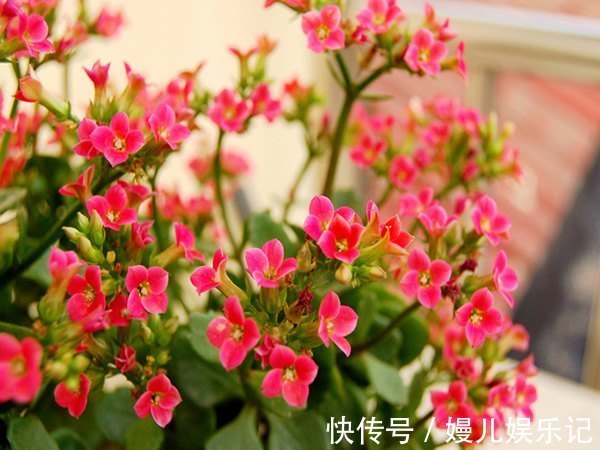 家里的花不要随便养，3种花，养人还旺财，聪明的人都在养