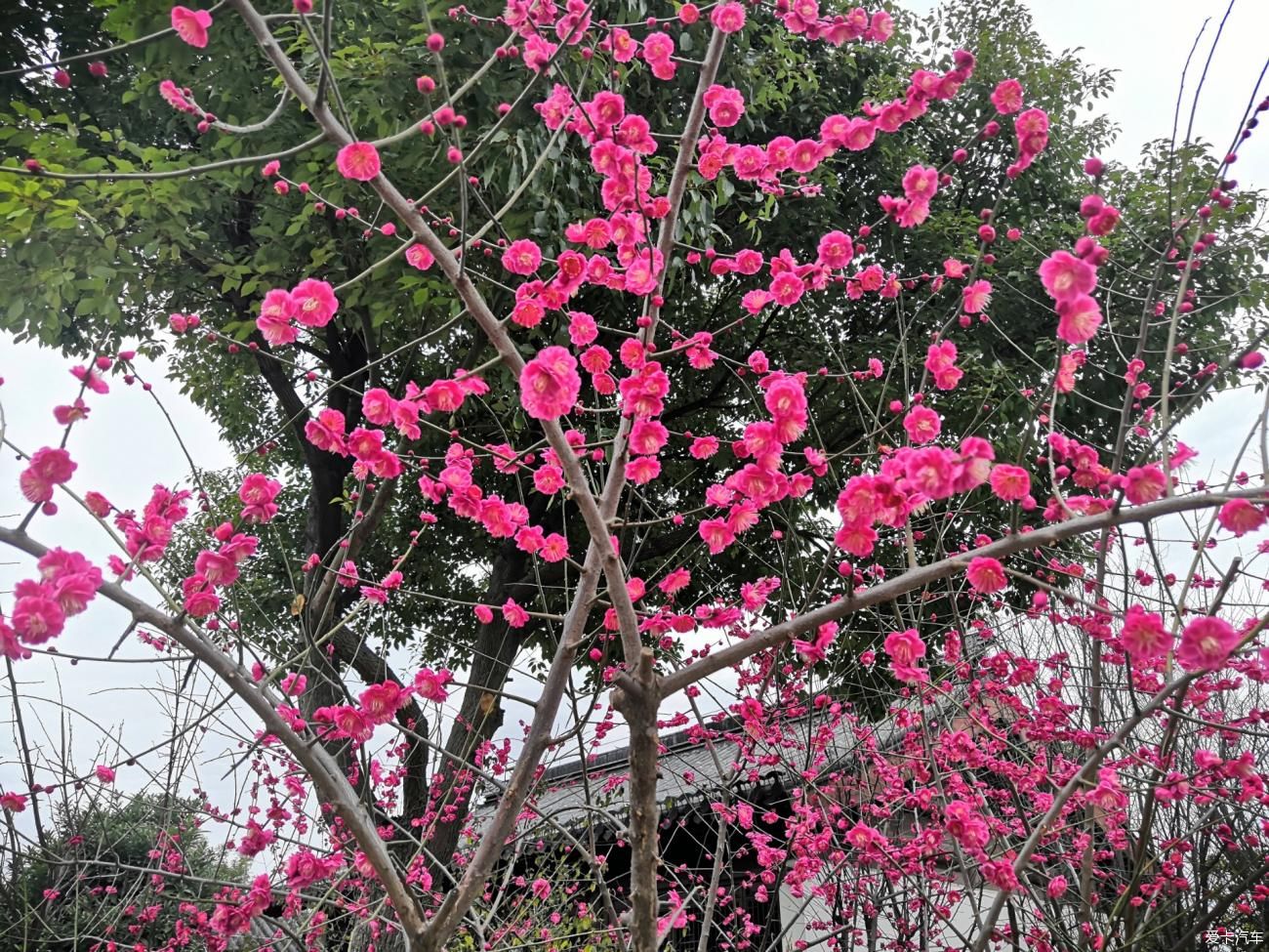 紫叶李|【爱卡踏青季】游石湖美景，你在湖畔走，我在画中游