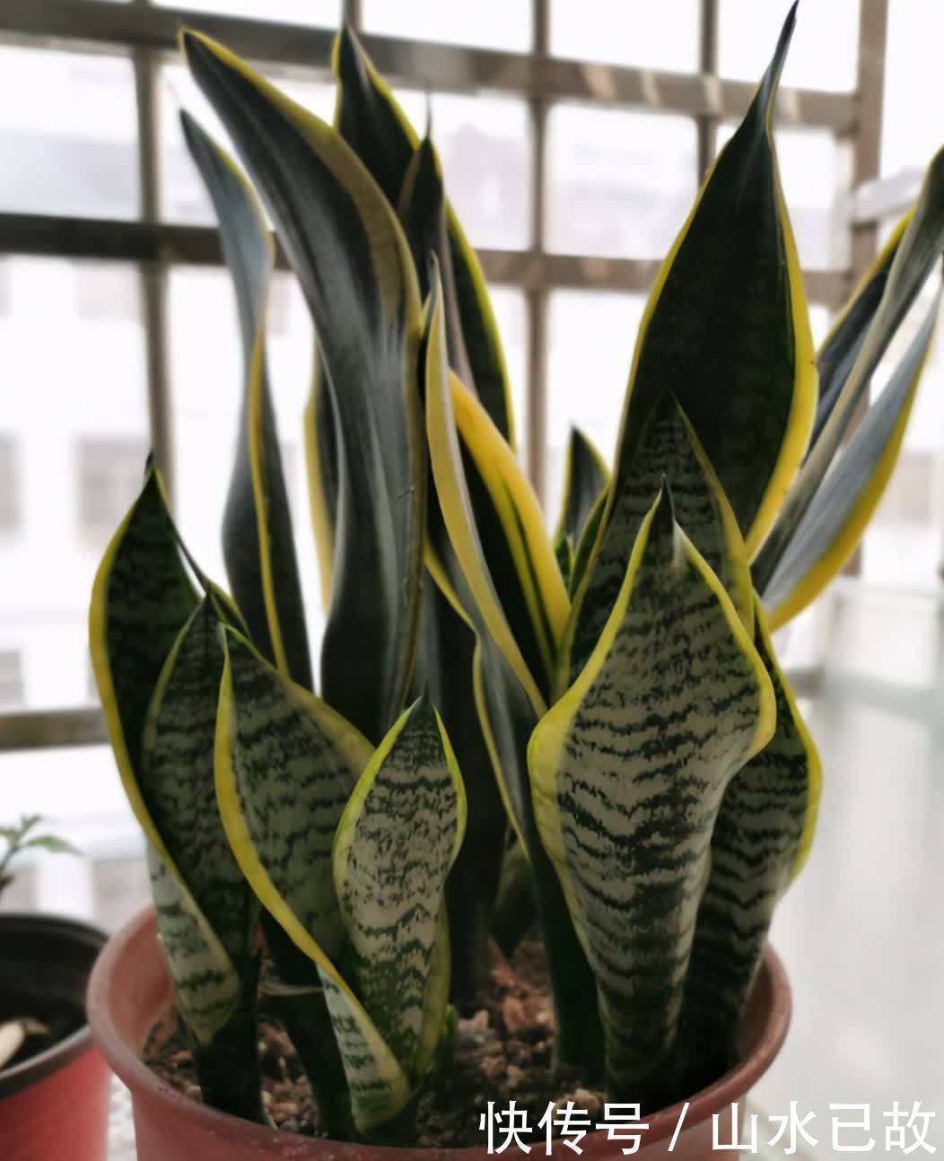 虎皮兰不敢浇水多?做好3个前提条件,怎么浇水都行,不会烂根