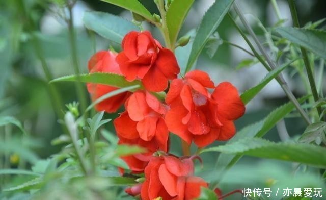 开花|漂亮的凤仙花有些毒性，冬季室内养殖做好五点，开花鲜艳还安心