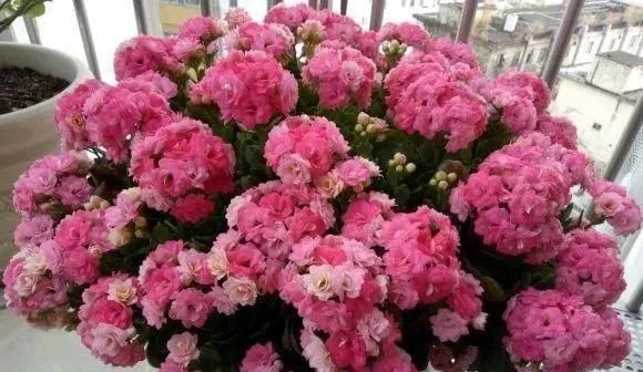 一棵长寿的花，124个花箭，开花，锅盖打开的方法