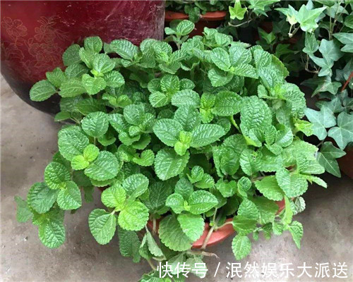 浇水|盆栽吸毒草如何养教你3个养护吸毒草的妙招，叶片翠绿有光泽