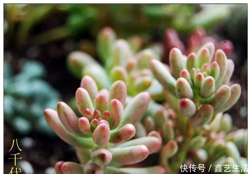 最全多肉养护法!十足干货!自己收藏就不用问别人啦!