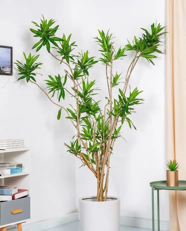 玉树|客厅见树,家业稳固,适合客厅养的8种树,大气美观,增添幸福感