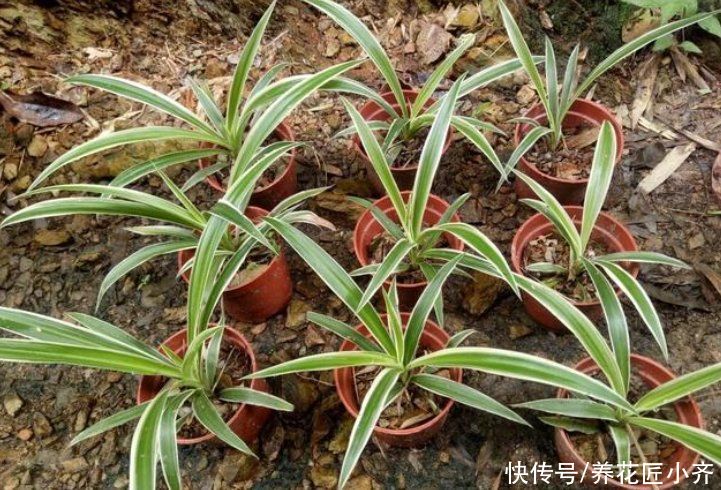 生根液|水培是最简单的扦插“生根法”，但是想要快速生根，也要学会窍门