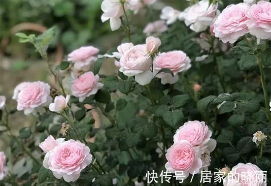 养花|养花试试这几款,抗病性强,分枝性好且多头开花