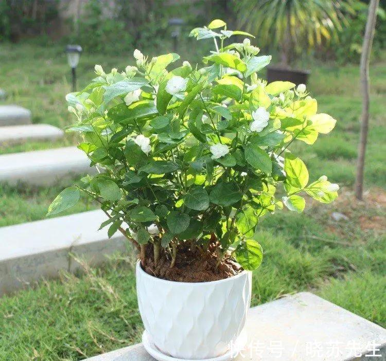 茉莉花|香气宜人的茉莉花有哪些种植技巧