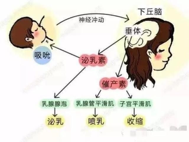 奶水|辟谣：母乳量多少是天生的？奶水分泌原理了解下，别再信口雌黄