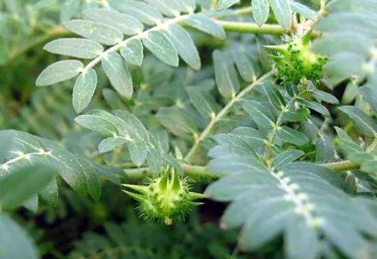 满身是刺的“野果子”,以前被用来喂猪,现在才知道它的价值珍贵