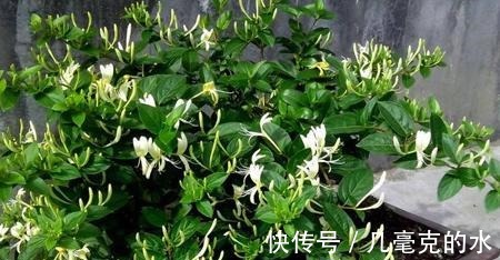 人养花,花亦养人!8种能“吃”的花,漂亮又美味,建议养一盆!