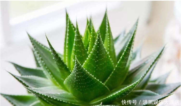 身心|“2种”花再贵也要养,老人孩子都健康,还能修身养性,怡养身心