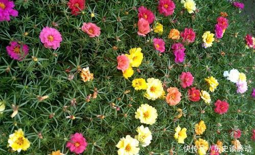 推荐10款小草花,专为阳台而生,花色艳丽,值得拥有!