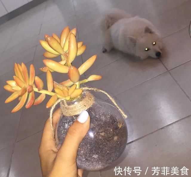 邻居|把灯泡拿去养花,挂在阳台上太好看了!真的太佩服邻居的脑洞