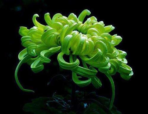 喜欢菊花，就养这几盆“菊中珍品”，似赤夜繁星花团锦簇