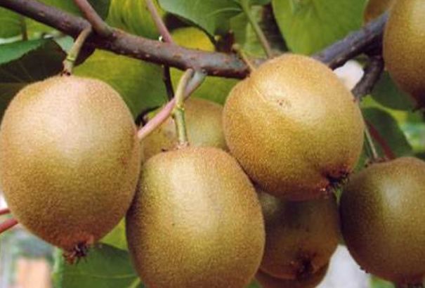 排毒养颜|想长寿要先会吃,3种食物离不开,排毒养颜,滋润肌肤!