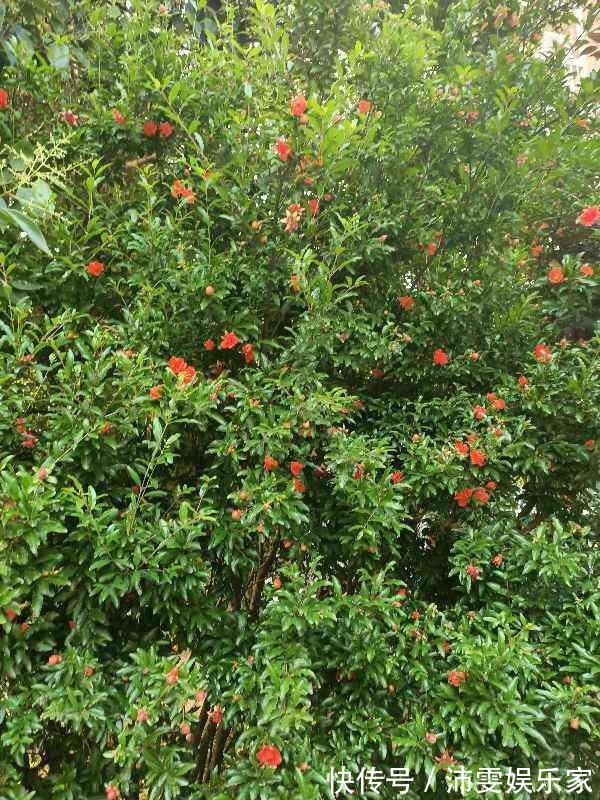 榕树|5种树,种在院子里寓意好,家里养一棵吉祥如意