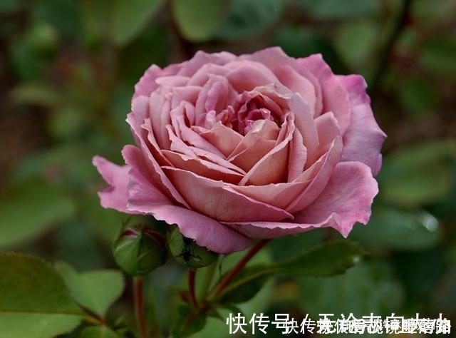 月季|20款紫色月季品种。浓香、抗病非常好养,天然紫色唯美盛开