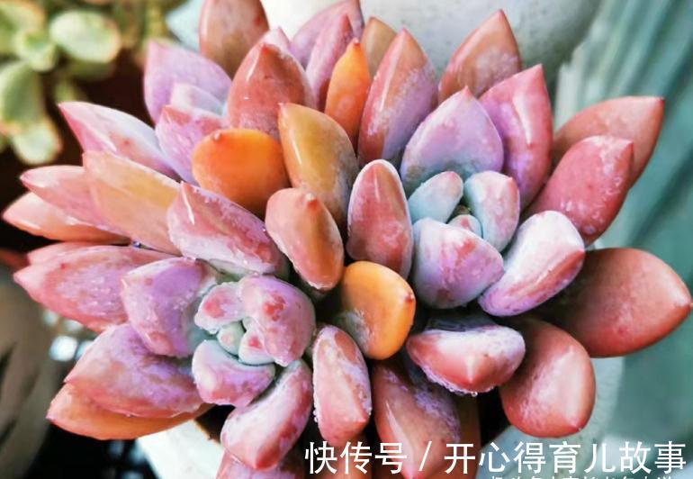 据说今年冬天很冷,大家的多肉准备好越冬了吗?未雨绸缪才安全哦