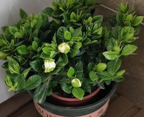 养花|养花换盆该做些什么?不懂就这么办,保植物远离危险!