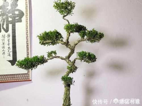 古朴|雀舌黄杨古朴典雅沧桑,雀舌黄杨盆景在北方如何养护?