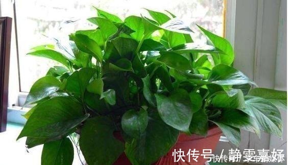 花盆|它简直是绿萝“救命稻草”,真心好用,盆里加点起死药,马上复活!