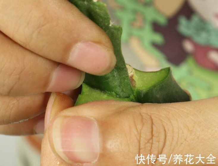 叶子|冬天扦插,最简单的方法学起来,这6种花都能生根