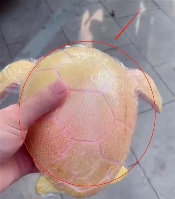 妈妈|幼儿园作业“水果动物”逼疯家长,硬核妈妈巧妙构思,绝了