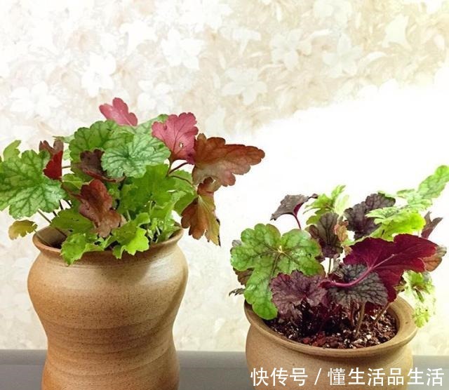 雨雪天气来袭，4种花最耐冻，养在院子里“花多、叶子好”！