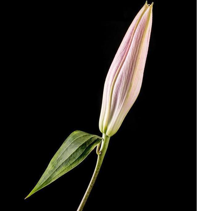 自带灵气的花,花开迎富贵,愿2021年心想事成