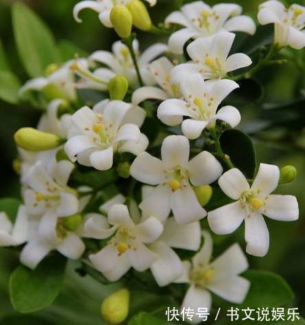 盆栽|媳妇在家养殖盆栽九里香,做好了这几点,枝繁叶茂花开不断香飘满