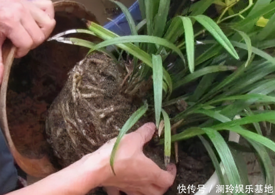 透气性|想换盆怕把花“换死”?教你一个“安全”的方法,换完快速生长