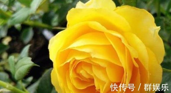 月季女神,花形硕大,金黄色的花朵高贵大气,好看好养,四季开花