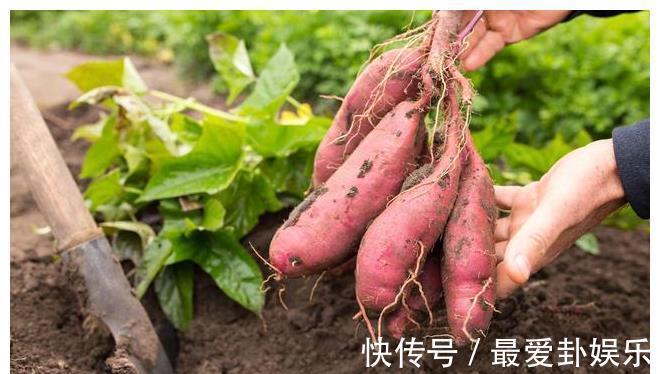 面团|多吃红薯好处多，一个红薯，一碗面粉，简单一做，比蛋糕还香