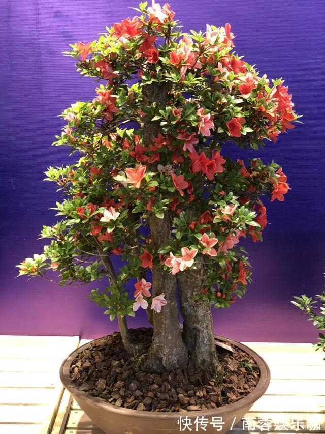 银杏银杏|对花有一种特殊的情怀,能养几十年的花,养1盆当传家宝!