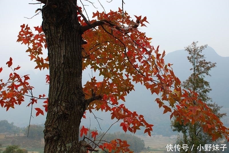 若在路边遇见“它”,那是您运气好,别犹豫,抓紧拿袋装回家!