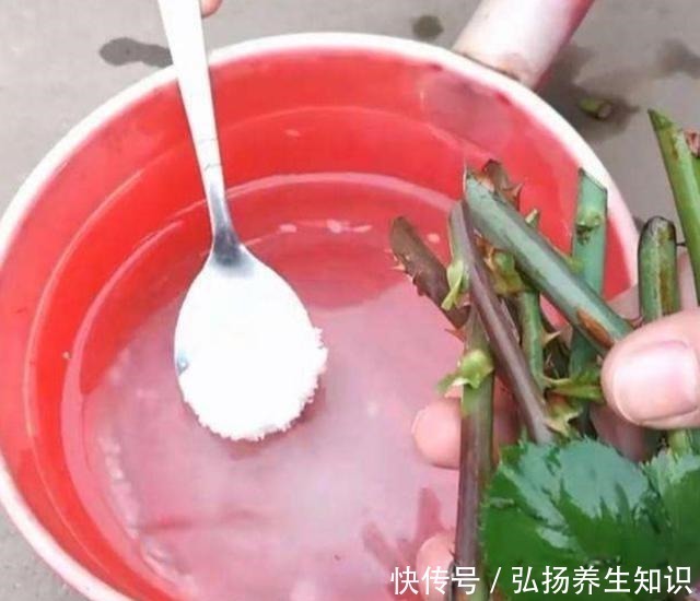花卉|在家自制“生根液”,用于扦插花卉,促进生根,提高成活率!