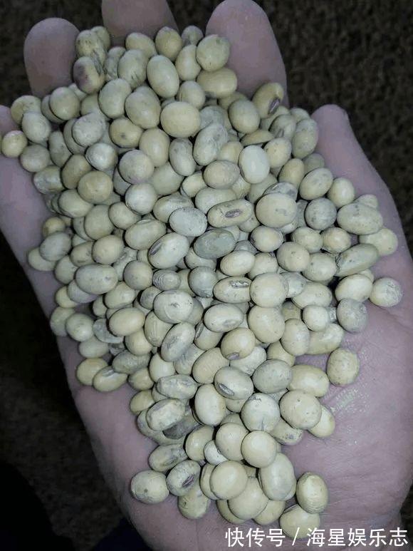 漂亮|养花来点“小肥料”,养成1米8大个子,直挺挺冒叶子,开花漂亮