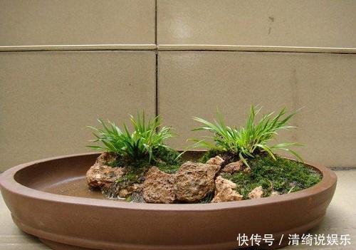 这3种花“脾气”硬,给点水就长新枝,养在石头上还能开花