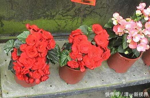 花儿|养丽格海棠，这4个“养护细节”别忽略，花苞多，一年四季开花！