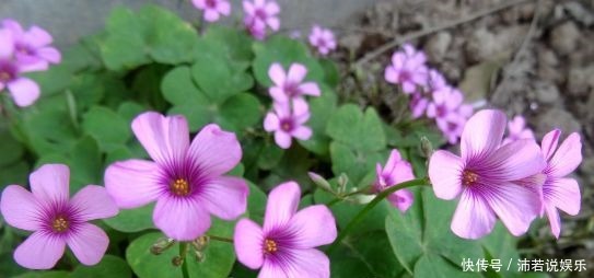 款花|适合新手养的4款花,好养易成活,香气四溢,物美价廉